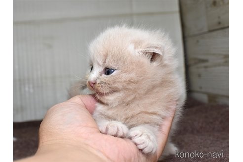 成約済の愛知県のスコティッシュフォールド(折れ耳)-67275の2枚目